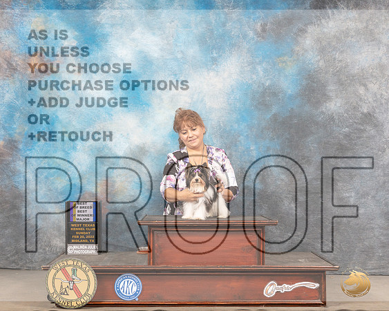Biewer Terrier #7 Sun BOBBoWWD Judge Jim FehringMMJ_5751_Mdlnd2022_HR3