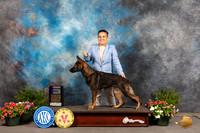 German Shepherd Dog #5 Sat BOW Judge David Bolus