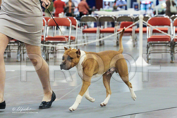 AmStaff-0278 PROOF