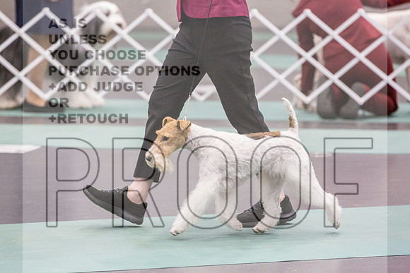 Wire Fox Terrier Rings Fri Ring 1_JJL_6789_UKCLNGVIEWOCT2024_2024_HR3