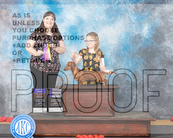 Dachshund Smooth #6 Sun WBBOBOHBOB Judge Beth Downey-_JP_0595e_Sulphur Springs2024-HR3