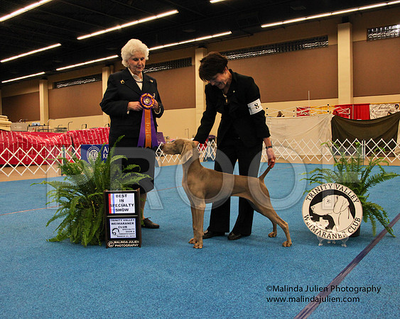 Weim-9285