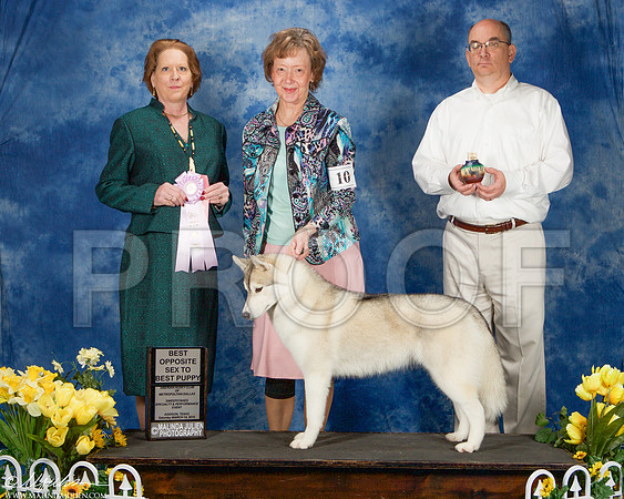 _ST_4106-AddisonHuskyMar2015-HR3