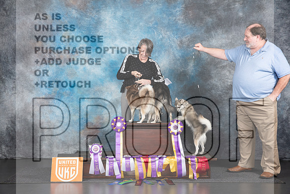 Alaskan Klee Kai Group #225 Fri__JP_1097_UKCLNGVIEWOCT2024_2024_HR3