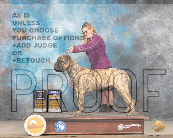 Bullmastiff #23 Sat BOBWDBOW Judge Linda ClarkMMJ_4392_Mdlnd2022_HR3