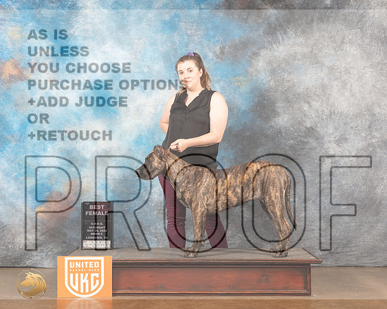 Presa Canario #319 Sat2 BF Judge Kathy ShortMMJ_5681_Lngvw2022HR3