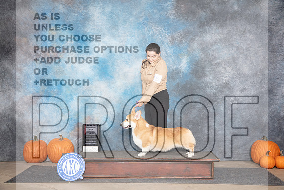 Pembroke Welsh Corgi #15 Sun WDBOS Judge Ray Filburn__JP_9396_Humble_2024_HR3