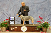 WP Australian Cattle Dog WB #14