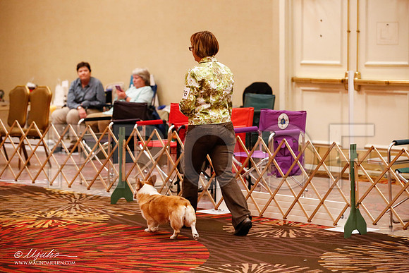 _JJ_8287-HstnCorgiFeb2015-HR3