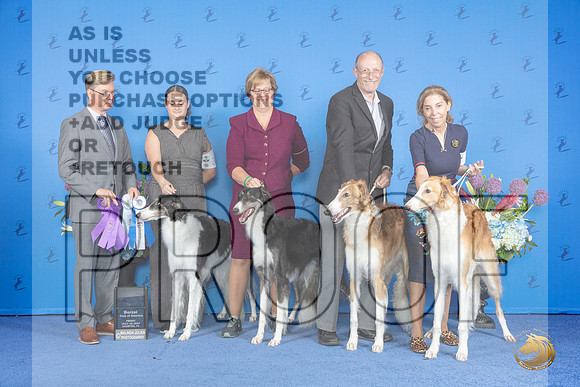Borzoi #19 #32 #30 #11 FRI family Judge Douglas Johnson__JP_8966_Houston_2024_HR3