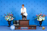 Manchester Terrier #5 SUN G4 Judge Douglas Johnson OHG2 Judge Jon Cole