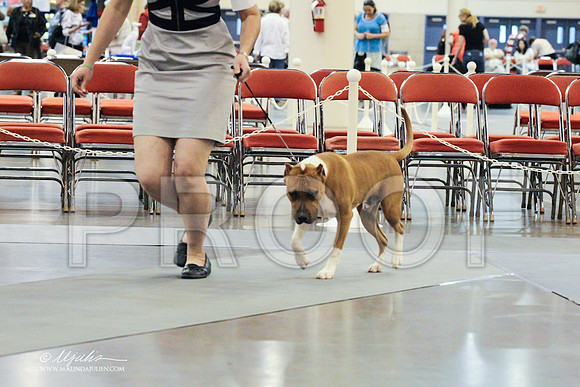 AmStaff-0269 PROOF