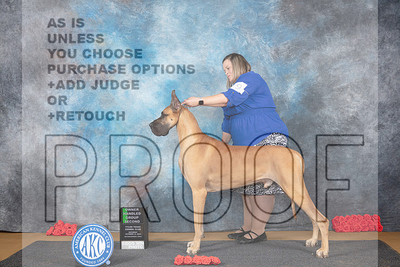 Great Dane #9 Sat OHG2 Judge Nikki Riggsbee__JP_0196_Sulphur Springs_2024_HR3