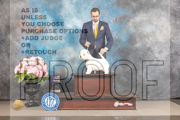 West Highland White Terrier #6 WED WB NCH Judge John Constantine Amodei_MJ_5461_Houston_2022_HR3