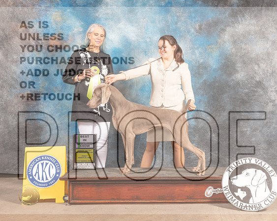 Weimaraner #14 Fri BISweeps Judge Verjean Lunenschloss-MMJ_8043-FW2022-HR3