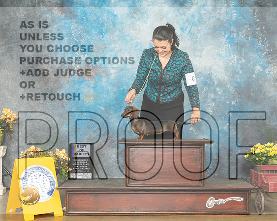 Dachshund Wire #6 Sat WBBOWBOV Judge Deidre Petrie-MMJ_0336-NWARK2022-HR3