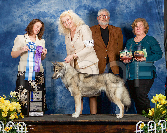 _ST_4129-AddisonHuskyMar2015-HR3