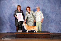 Corgi Pembroke Welsh #26 BOS Vet in Sweeps