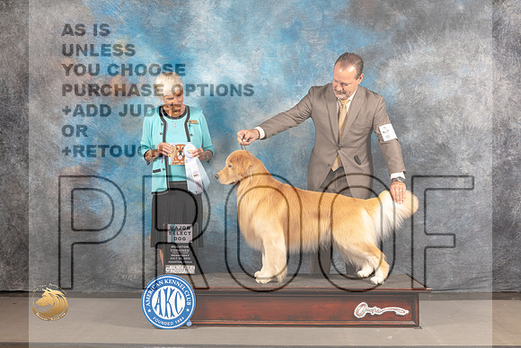 Golden Retriever #49 Wed SD Judge Pluis Davern_MJ_3009_Houston_2022_HR3