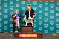 Alaskan Klee Kai #305 Fri BOB G1 BIS Judge Malinda Julien