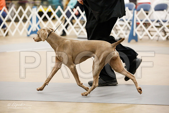 _JJ_7571-AddisonHuskyMar2015-HR3