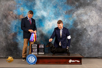 Dachshund Smooth Coated #19 WED WD BOW BOV BOSB NCH Judge Richard Powell
