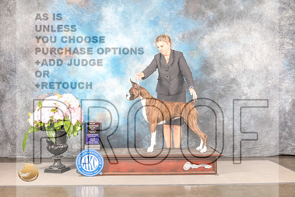 Boxer #? FRI BW NCH Major Judge Karen McFarlane *R*Boxer #? FRI BW NCH Major Judge Karen McFarlane *R*_MJ_8222_Houston_2022_HR3_Houston_2022_HR3