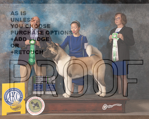Akita #19 Fri BISweeps BBE Judge Hal Biermann-MMJ_7074-FW2022-HR3