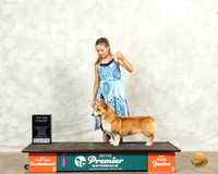 Pembroke Welsh Corgi #821 Thur Top10JrF Judge Ron Sacca