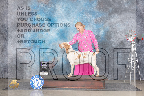 Bracco Italiano #10 Sat WB Judge Annn Roth__JP_6277_Amarillo_2024_HR3