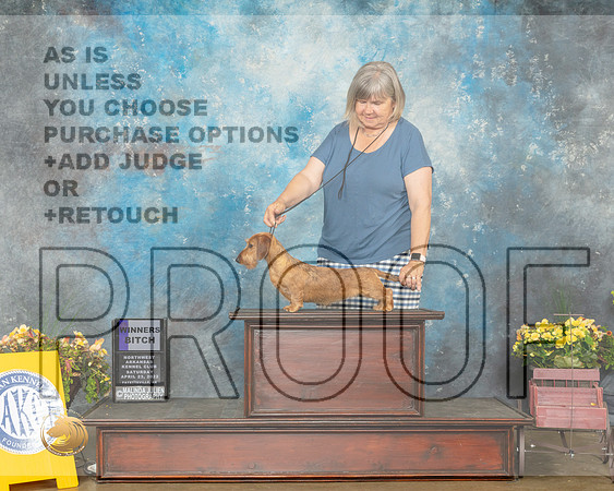 Dachshund Wirehaired #16 Sat WB Judge Deirdre Petrie-MMJ_0793-NWARK2022-HR3