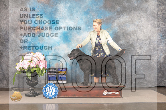 Labrador Retriever #? SUN BOB NPGCH Judge Janet Fink_MJ_8112_Houston_2022_HR3