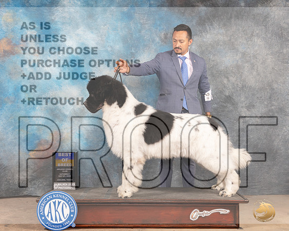 Newfoundland #9 Sat WDBOB Judge Thomson Stanfield Jr-MMJ_4014-Abilene2022-HR3