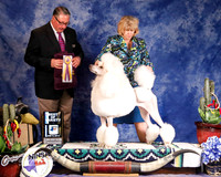 Poodle Standard #28 Fri Best of Breed Wilkinson Luann and Betty Brown and Kathleen Adams Judge J Booth