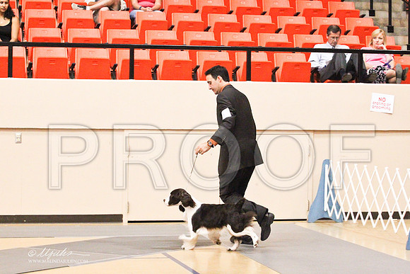 Spaniels(EngSpri)-4600LR