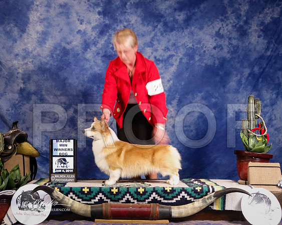 CorgPW-1714-GRJan14-HR