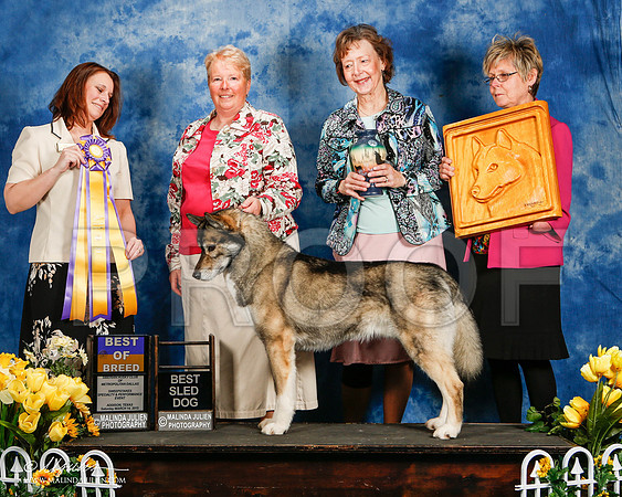 _ST_4123-2-AddisonHuskyMar2015-HR3