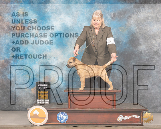 Border Terrier #5 Thurs G3 Judge Del RichardsMMJ_2630_Mdlnd2022_HR3