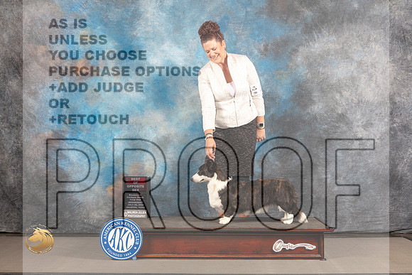 Cardigan Welsh Corgi #22 WED BOS Judge Barbara Alderman_MJ_2057_Houston_2022_HR3