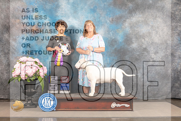 White Bull Terrier #1 SAT BOV OH Major Judge Debra Guerrero_MJ_6676_Houston_2022_HR3
