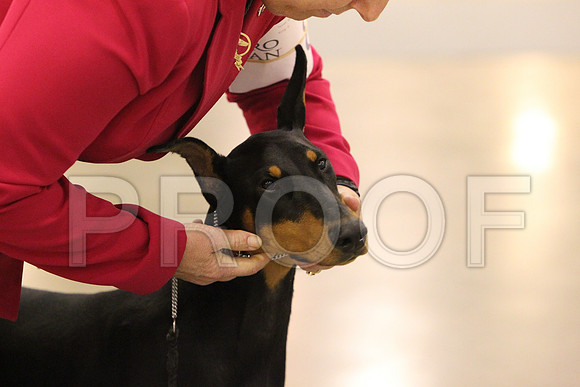 Dobe-0556