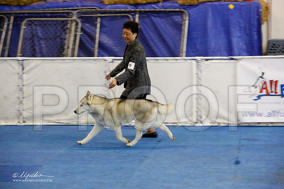 _M3_9097-AddisonHuskyMar2015-HR3