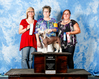 Chinese Crested #861 Sun Judge F Trammell