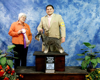Miniature Schnauzer Sun S2 Altered Best in Multi-Breed Show Jesus Guiterrez Judge Irma Szabo Fertl