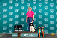 Cocker Spaniel #687 Thur ROB5