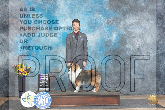 Shetland Sheepdog #8 Sun RWB Judge Edy Dykstra-Blum__JP_0029_Abilene_2024_HR3