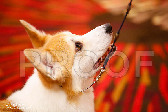_JJ_1500-HstnCorgiFeb2015-HR3