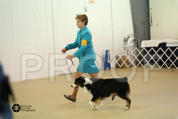 Aus, Basenji-0328-HtoJan14-HR