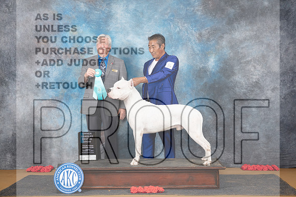 Dogo Argentino #5 Sun OHBIS Judge Robert Stein__JP_0954_Sulphur Springs_2024_HR3