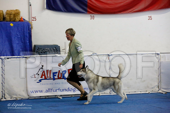 _M3_1287-AddisonHuskyMar2015-HR3